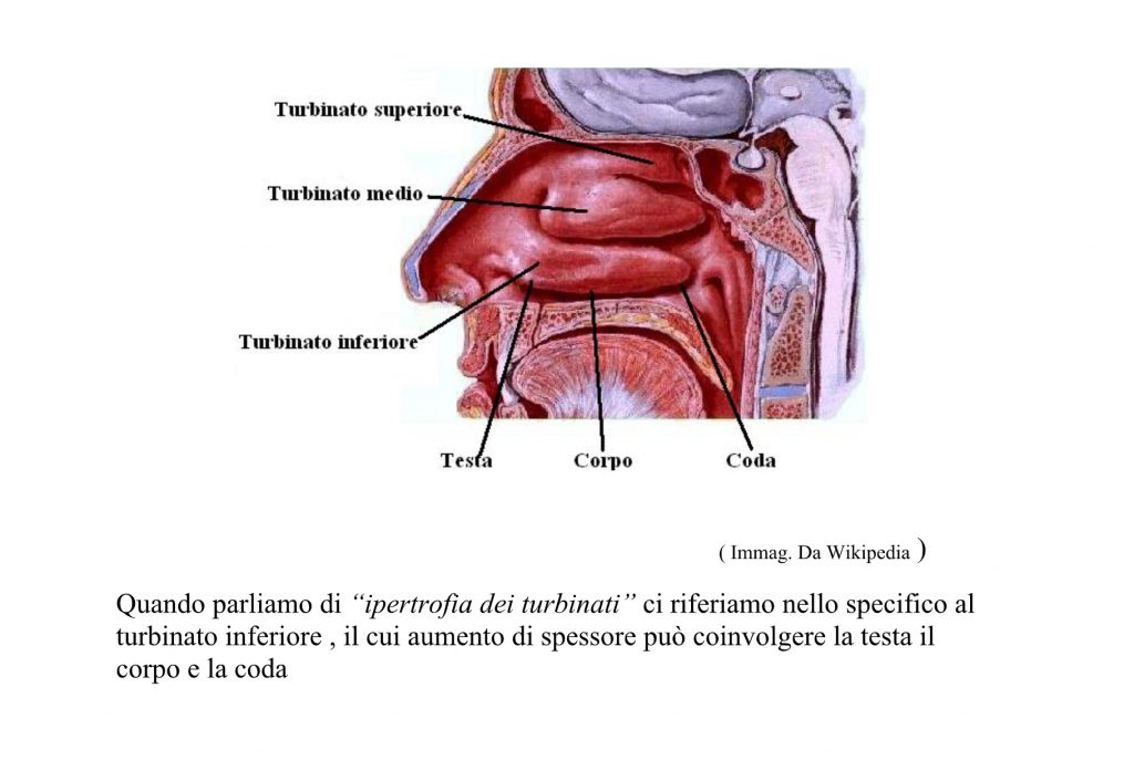 Anatomia umana - Wikipedia